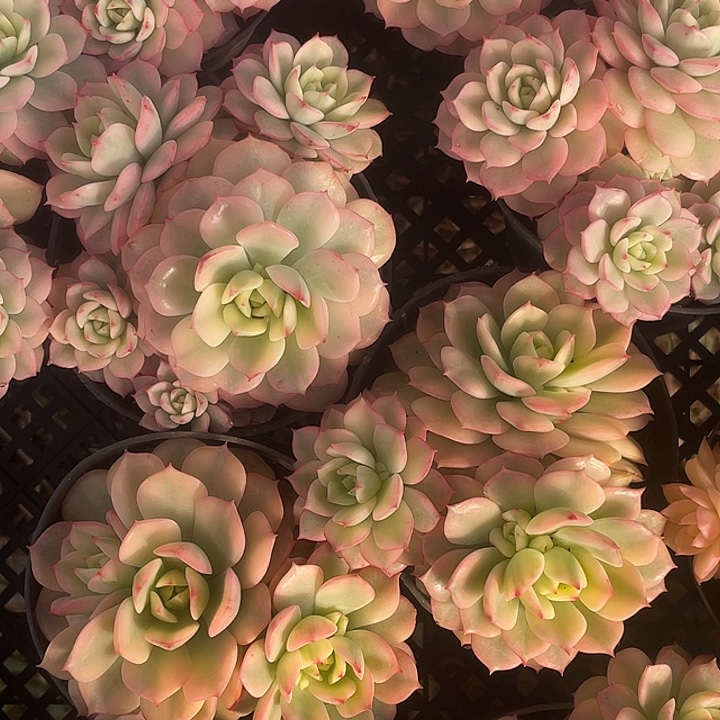 幻彩锦量拍18包邮