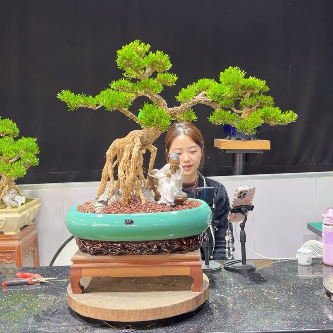 黄杨盆景老桩四季长青前**梦