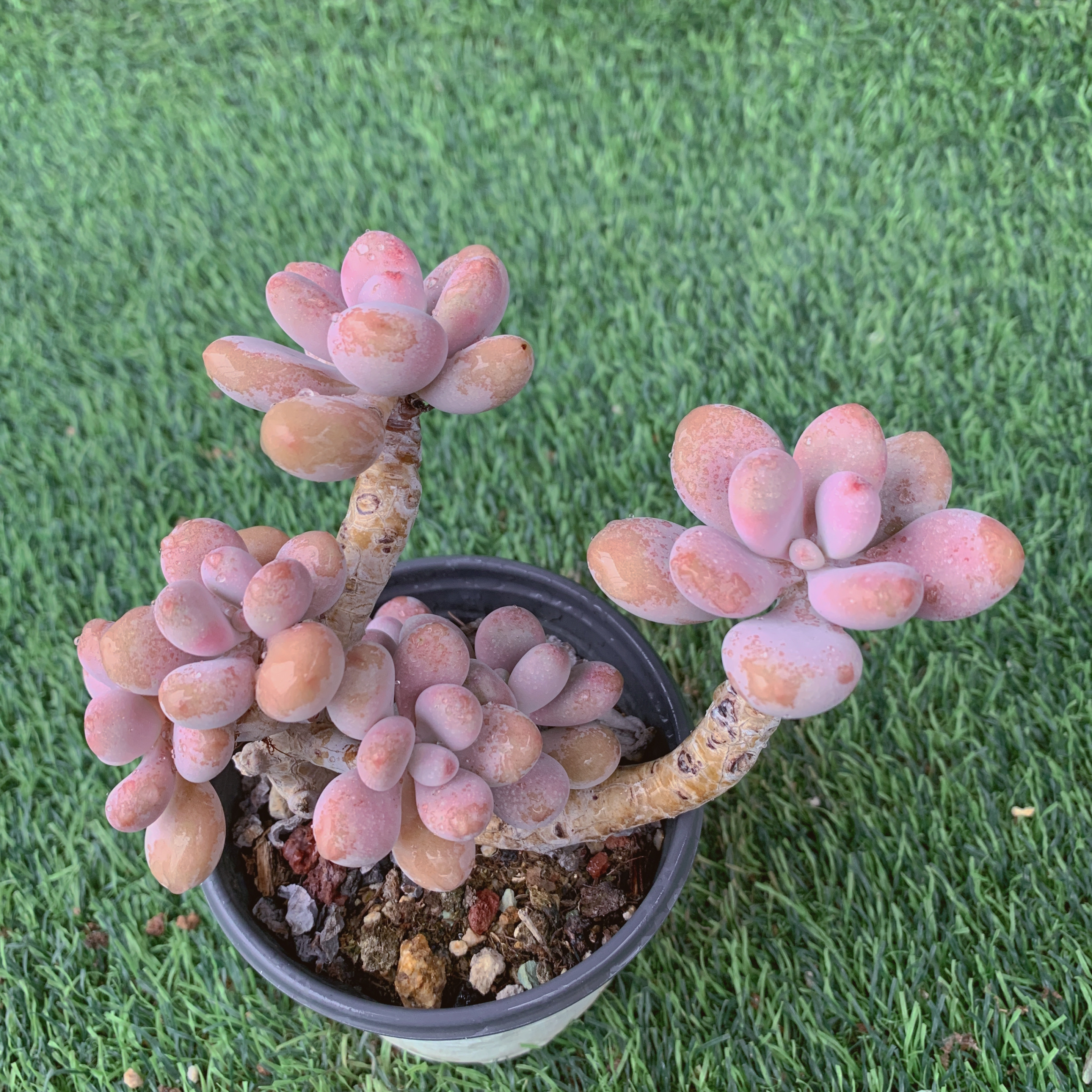 桃蛋群7-11CM【花界草堂】精品多肉阳台盆栽新手易养一单包邮