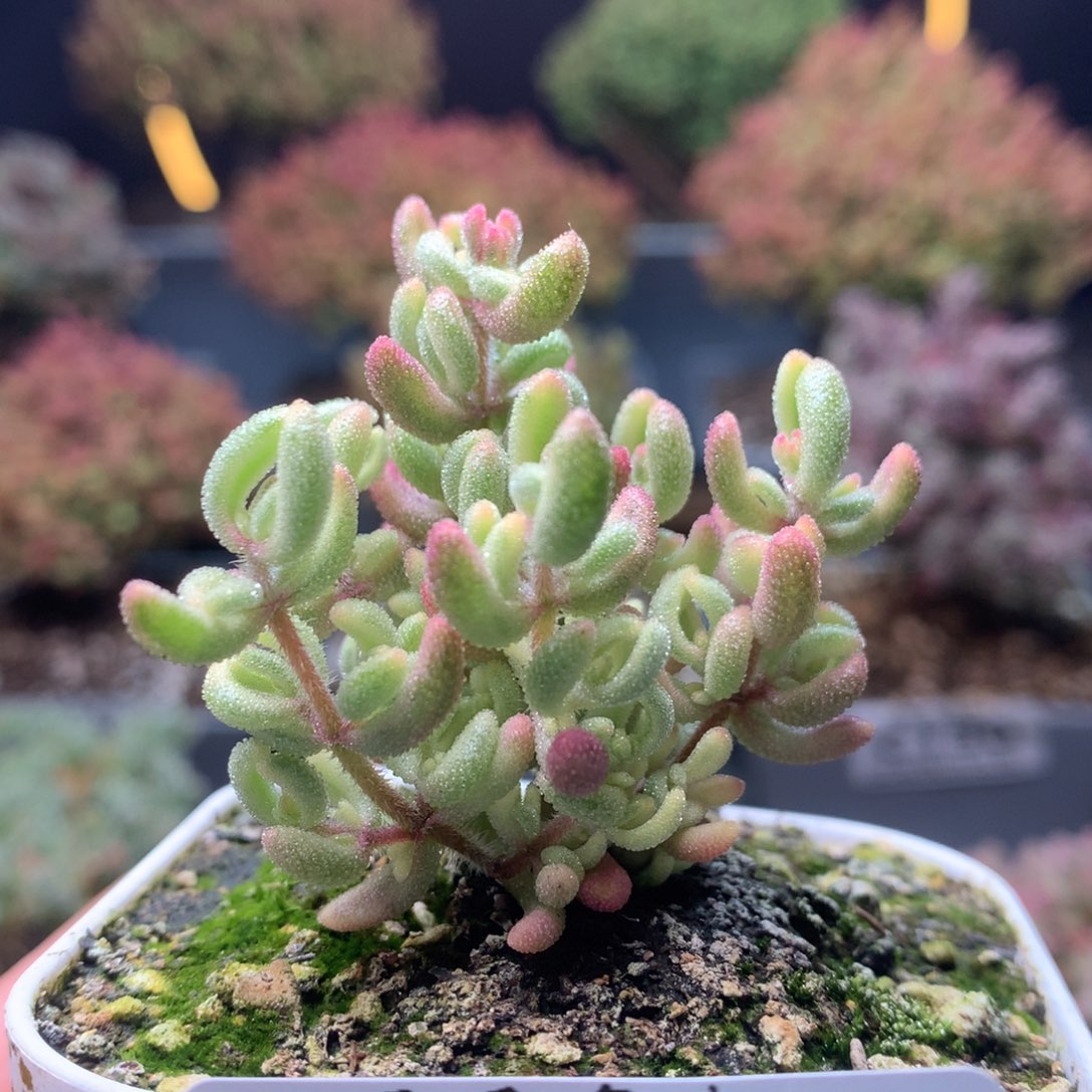 c221红宝石锦枝干番杏