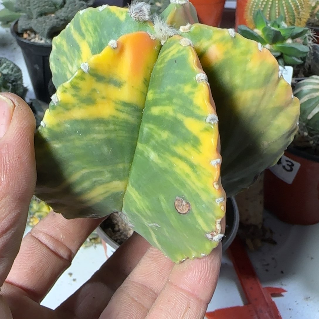 【闪购商品】10厘米艳阳鸾锦682