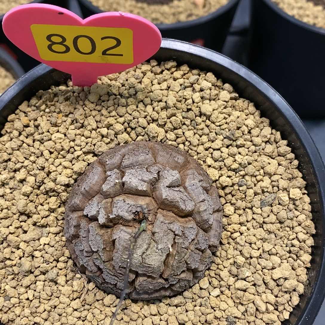 5.5南非龟甲龙龟甲龙