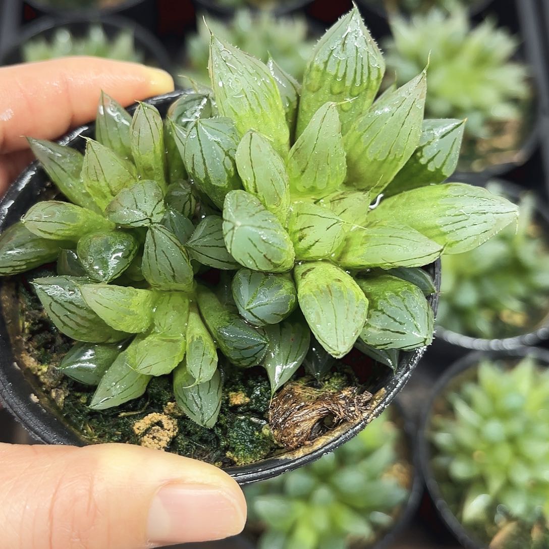 冰钻玉露多肉植物