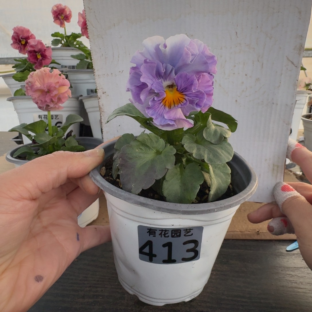 全部花朵413号角堇