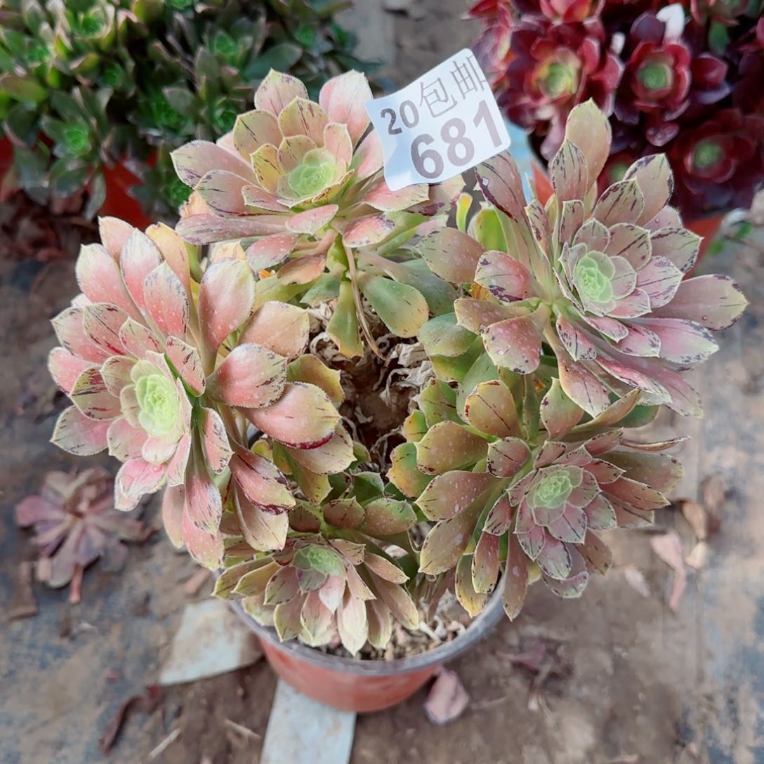 金缕多肉681满20包邮断枝不包