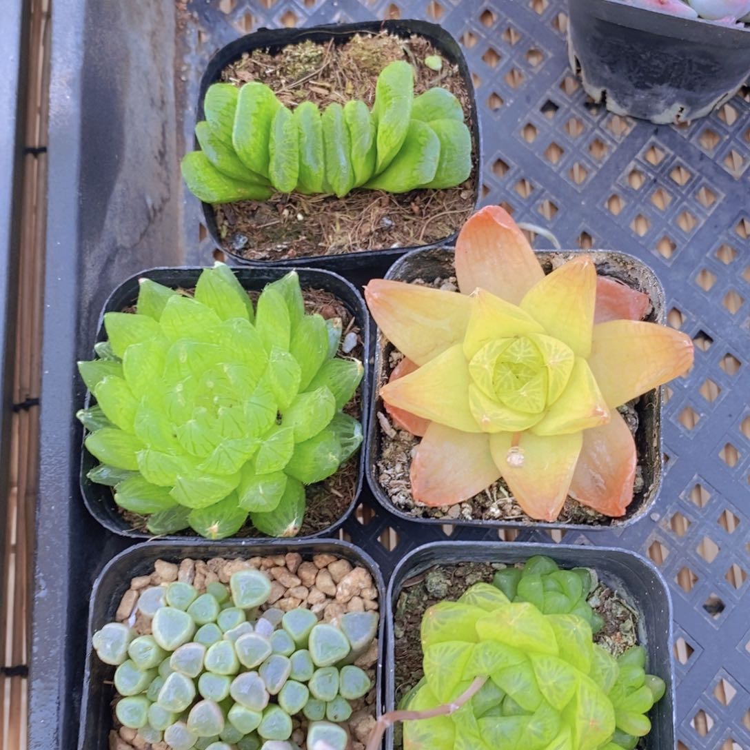 玉露5盆 带盆土发