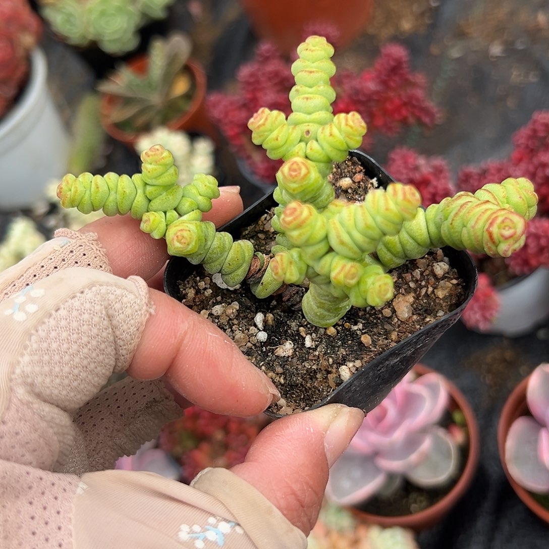 多肉植物迷你钱串