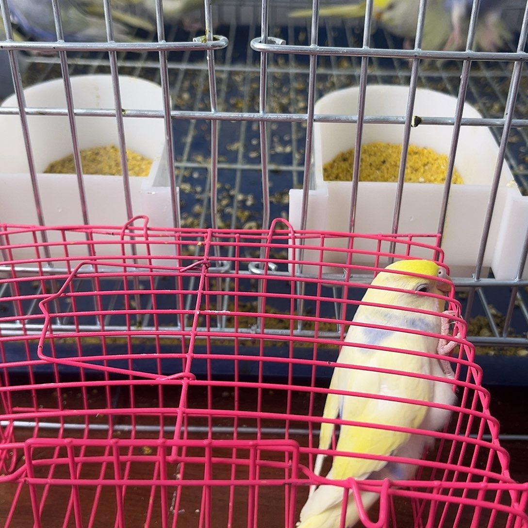 虎皮鹦鹉金彩鹦鹉