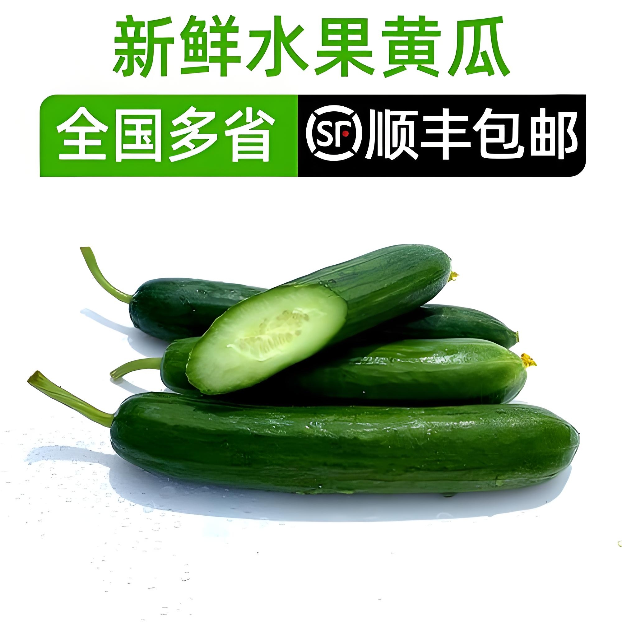 东港市荷兰小黄瓜新鲜采摘无刺水果黄瓜