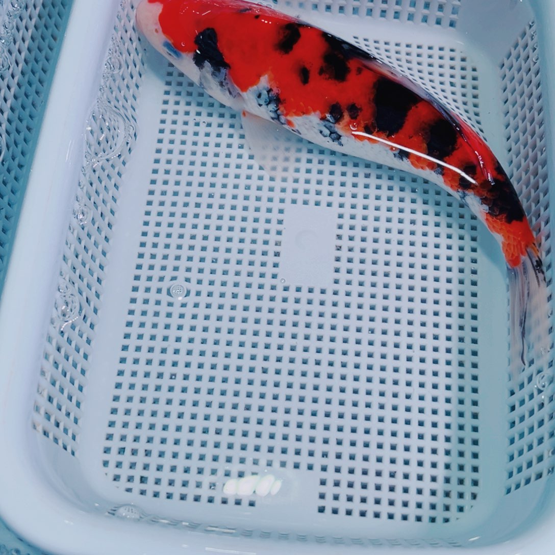 锦鲤锦鲤冷水观赏鱼130