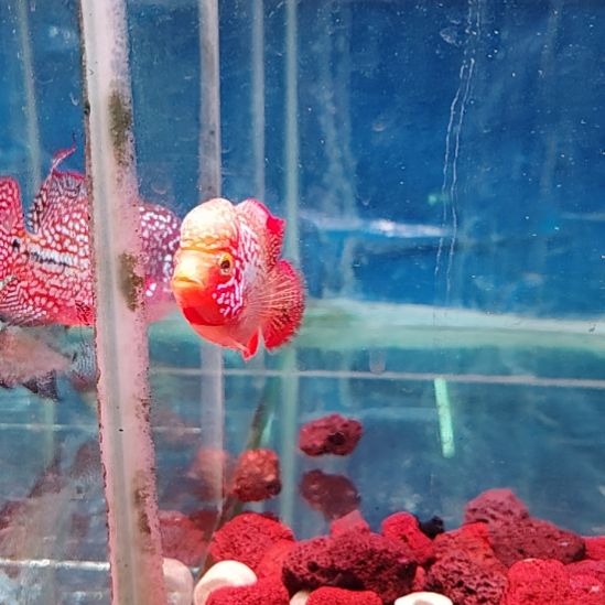 海水鱼11111111111