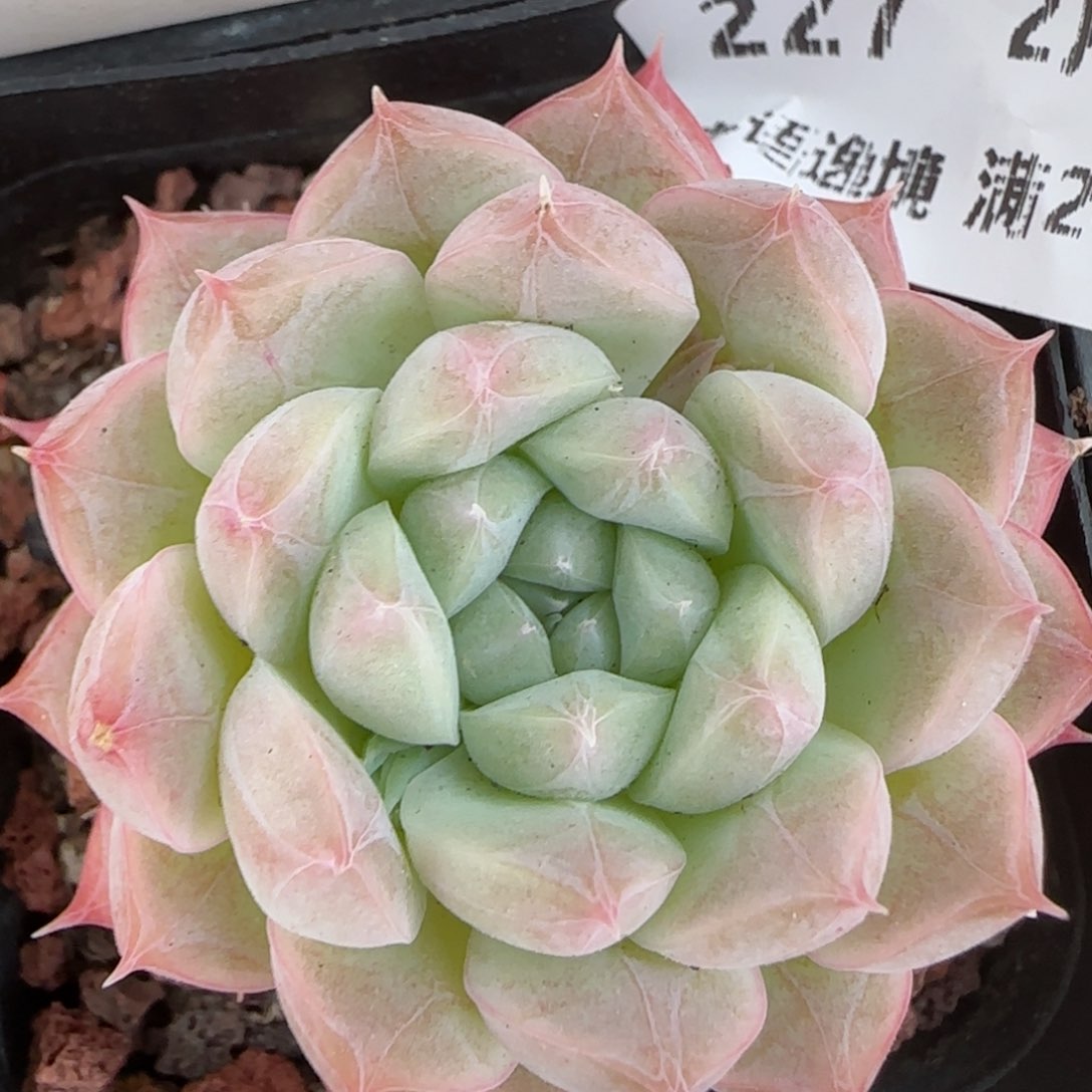 花语逸镜0214-227