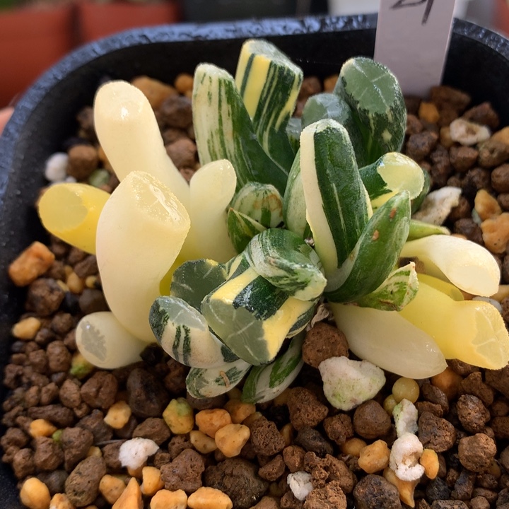 实生白妙万象锦带盆土发货