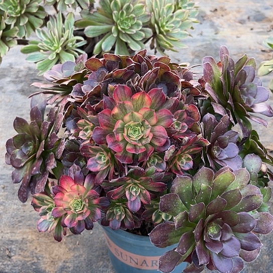 多肉植物法师阴阳15
