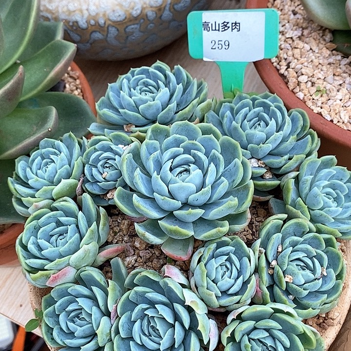 D259- 直播福利 甜橙捧花