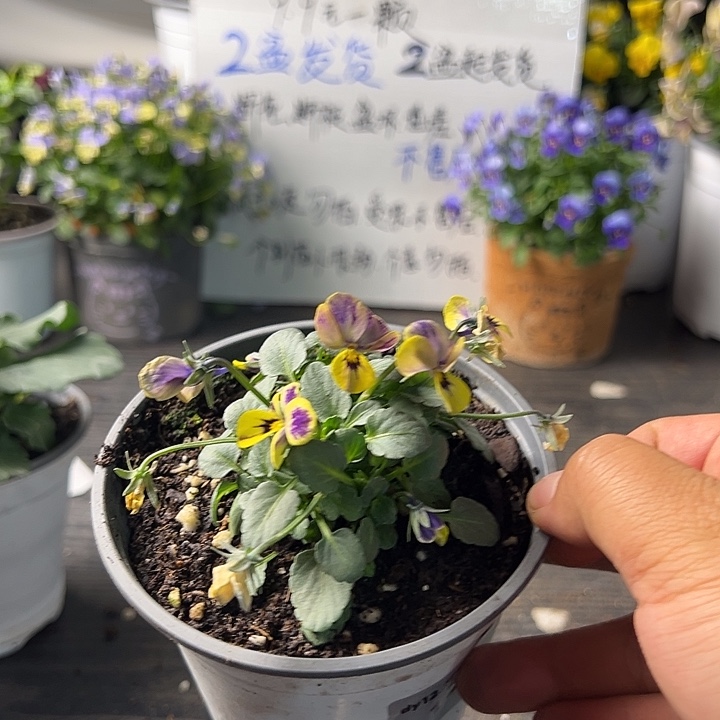 当前无花朵，栽培后可花朵134号