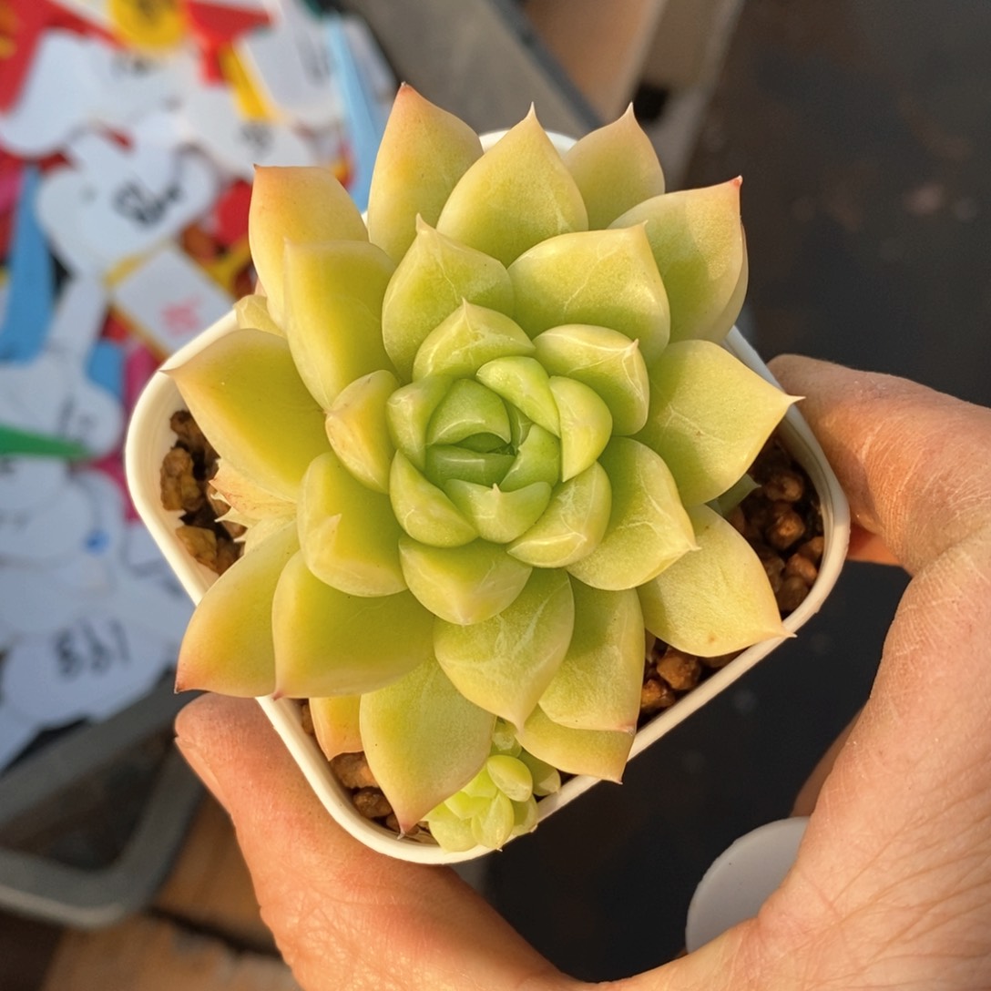 精品多肉一物一拍不包整696