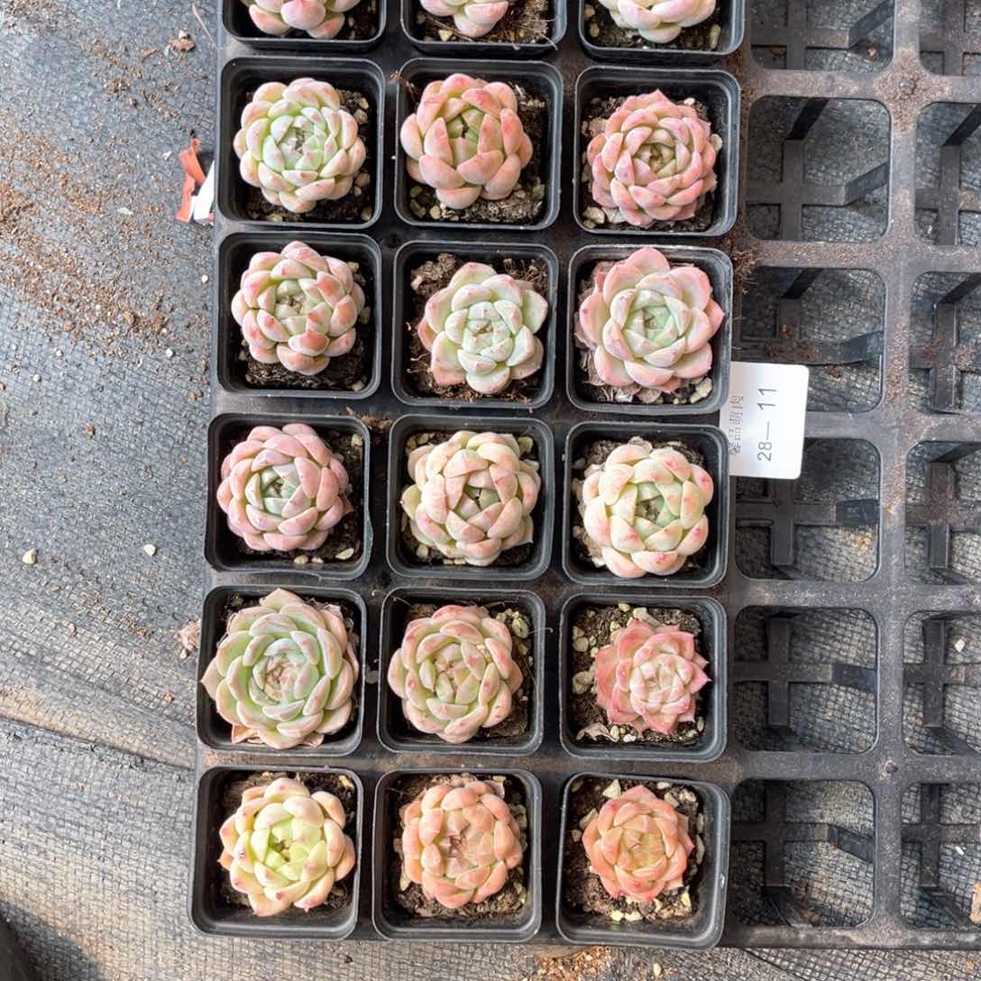 左四一物一拍18颗28-11