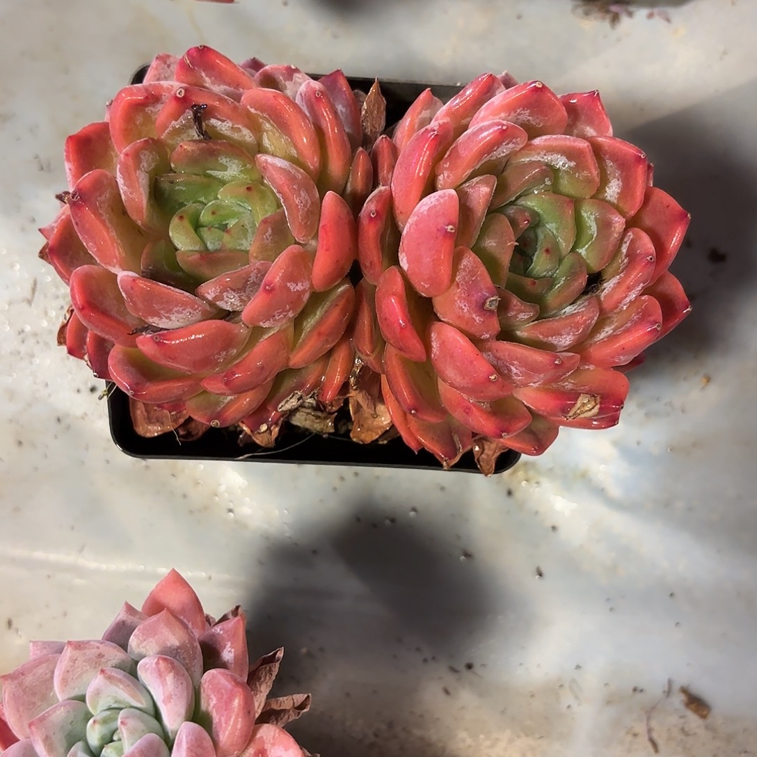 多肉植物啦啦啦啦