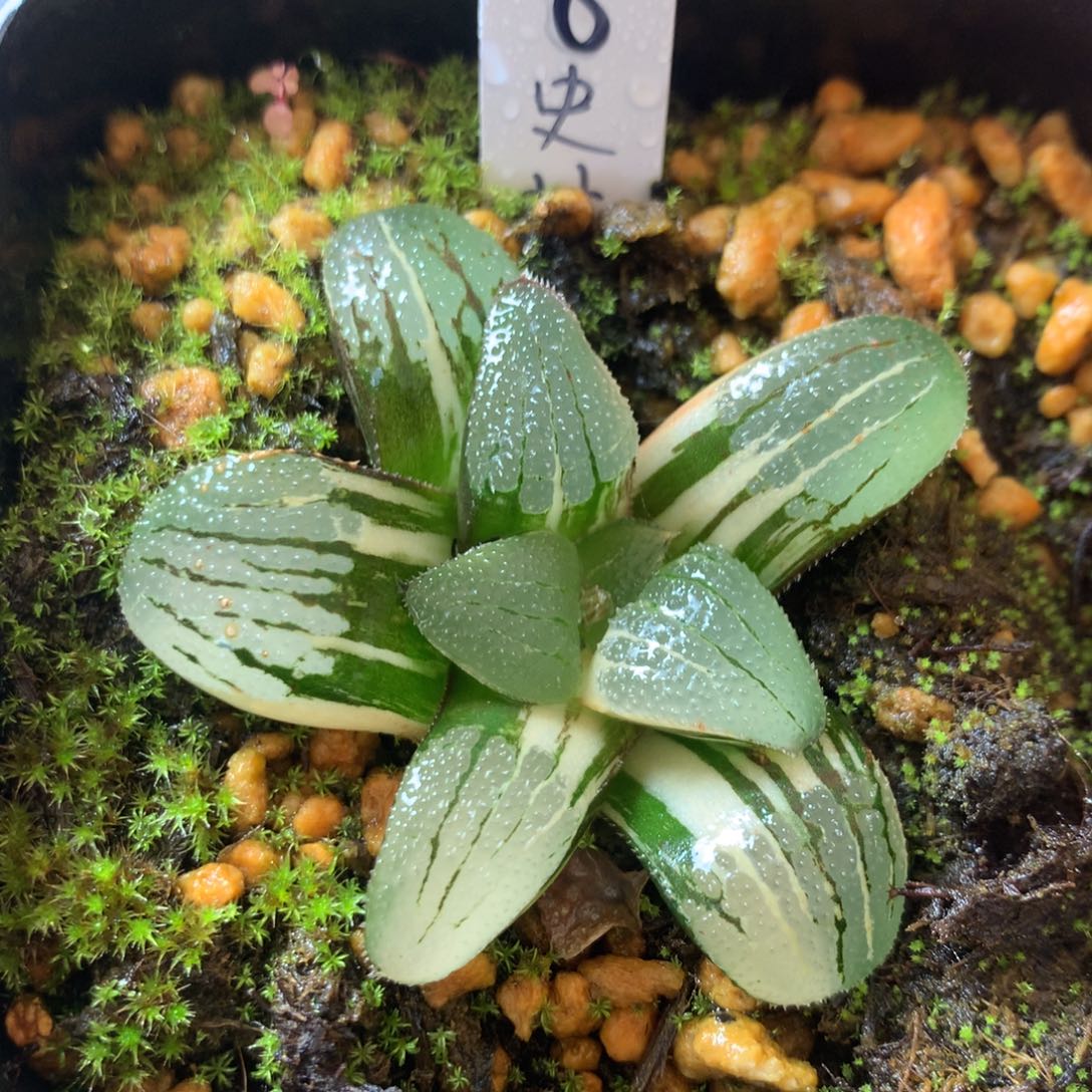 8号史扑鹰爪一物一拍