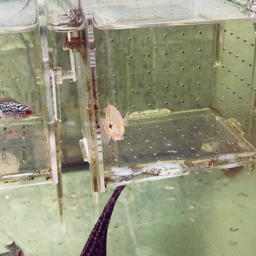 ༨***情罗汉鱼古典火凤罗汉鱼苗一条