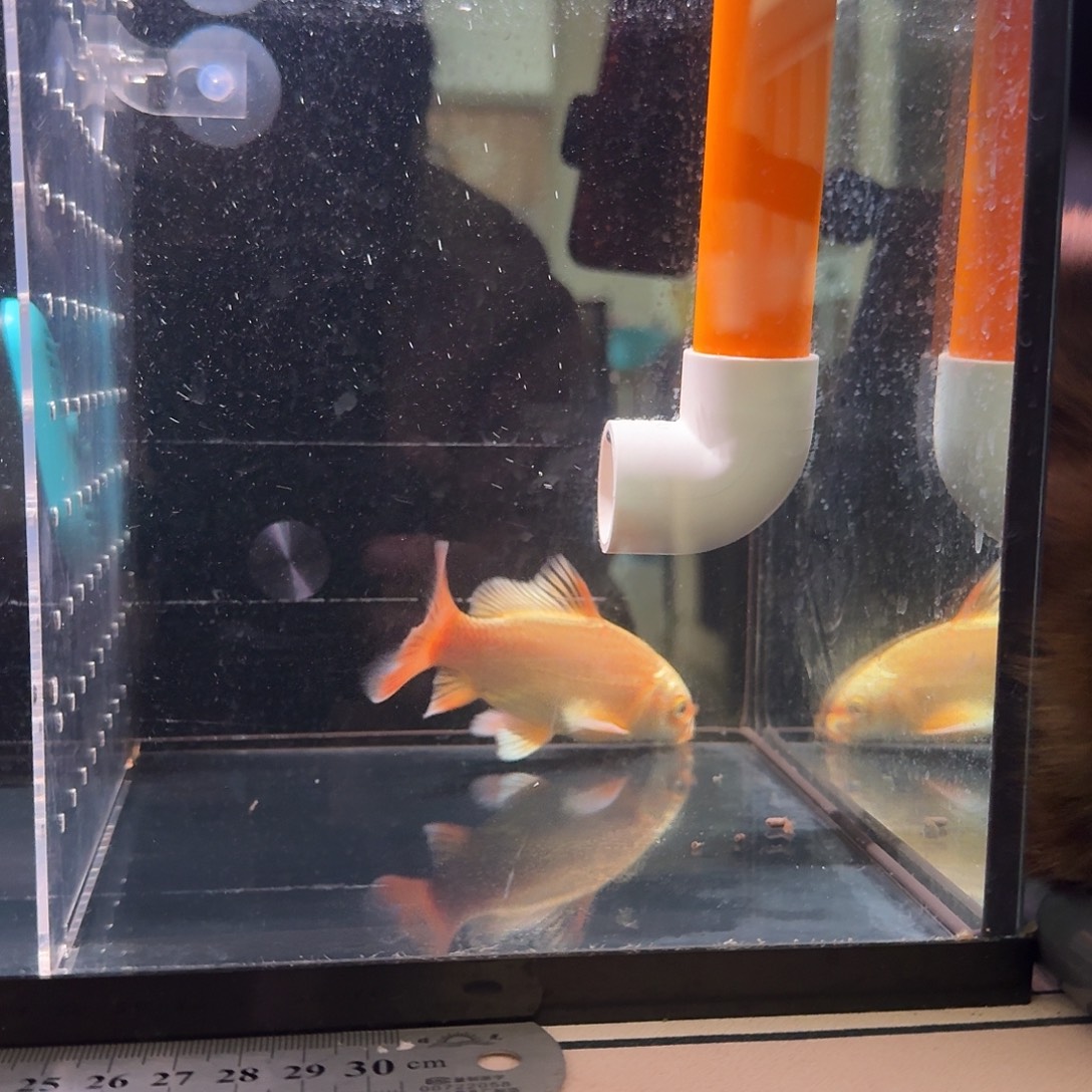 红***驴蝴蝶鲤鱼到货录完整开箱视频