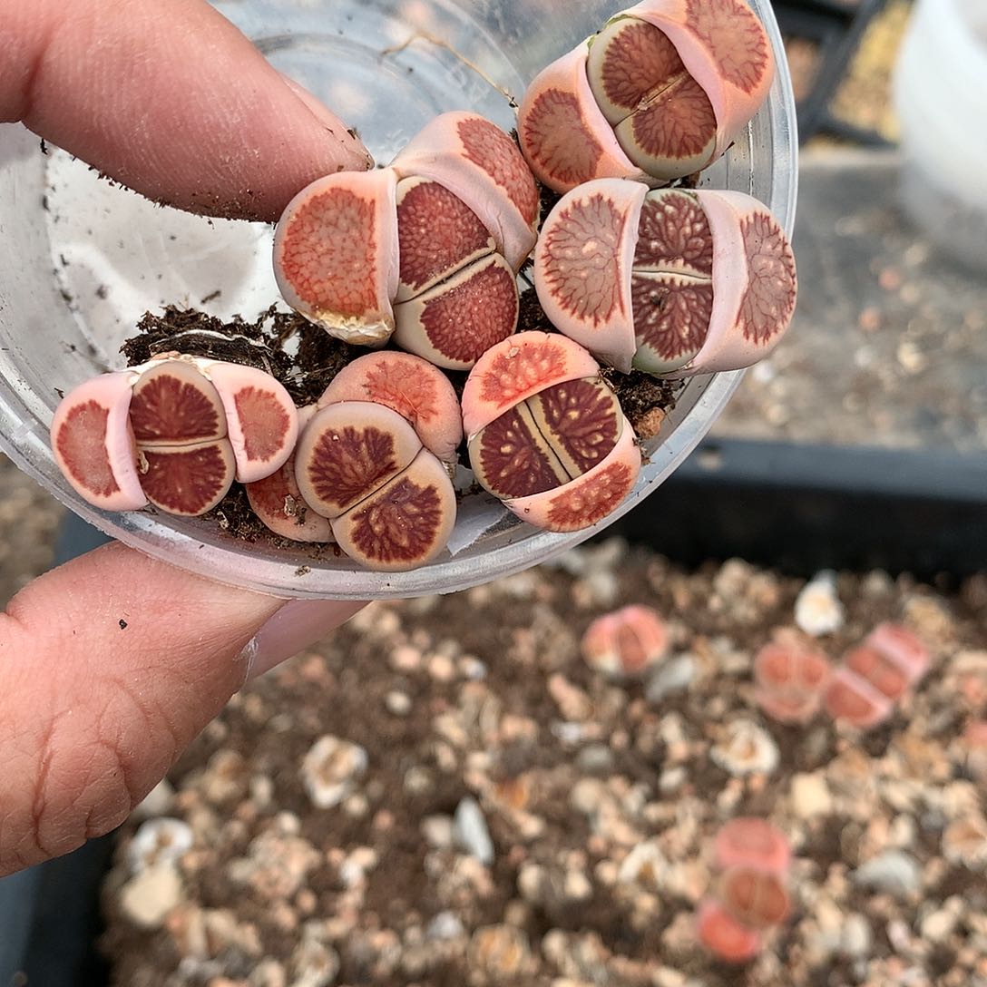 X141多肉植物保护