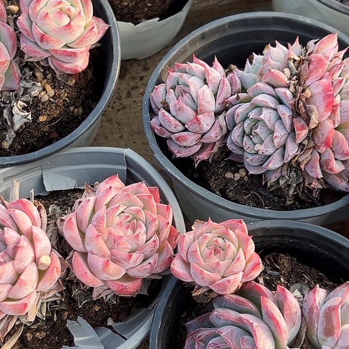 粉孤星群         福利多多