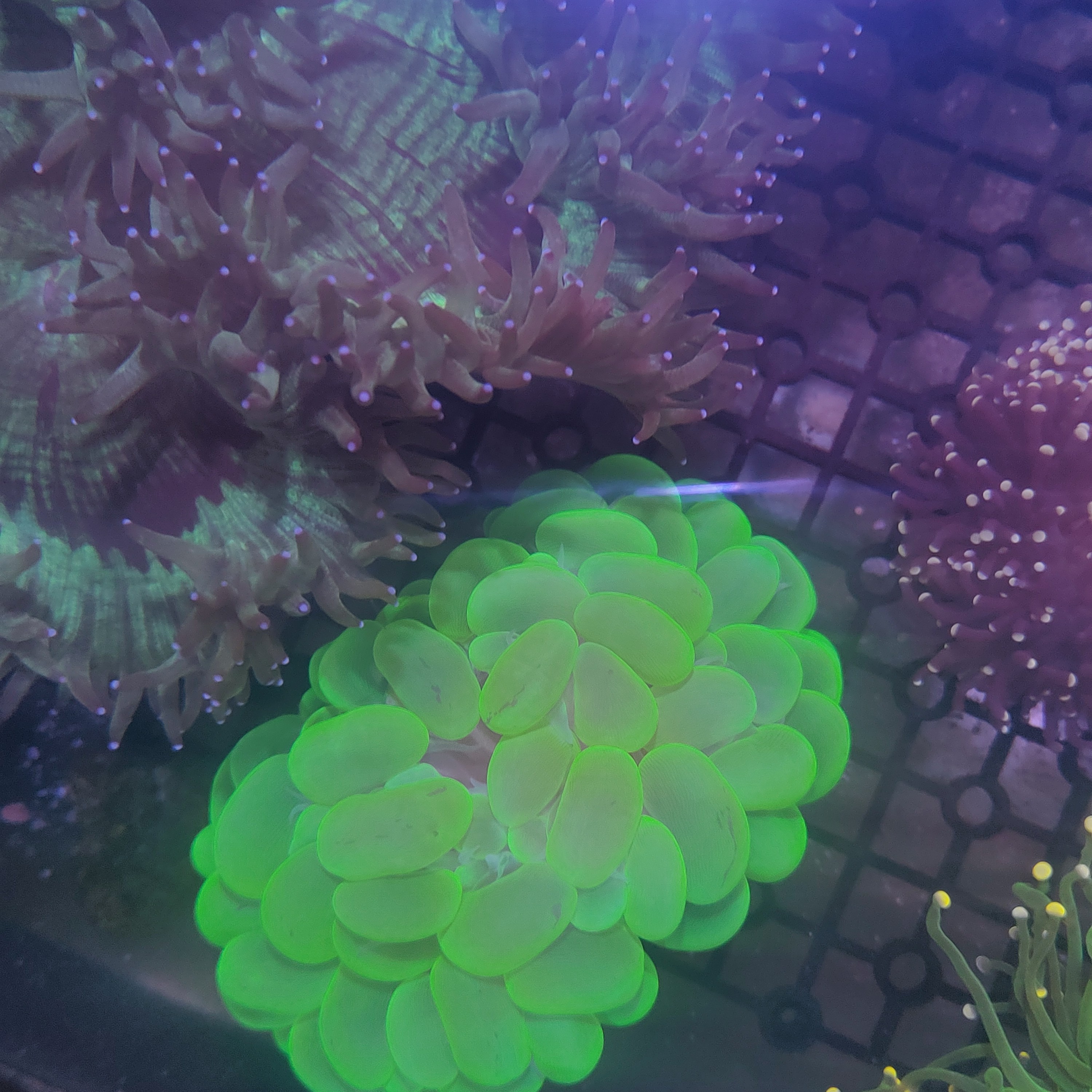 海水生物，海水观赏鱼，海缸造景