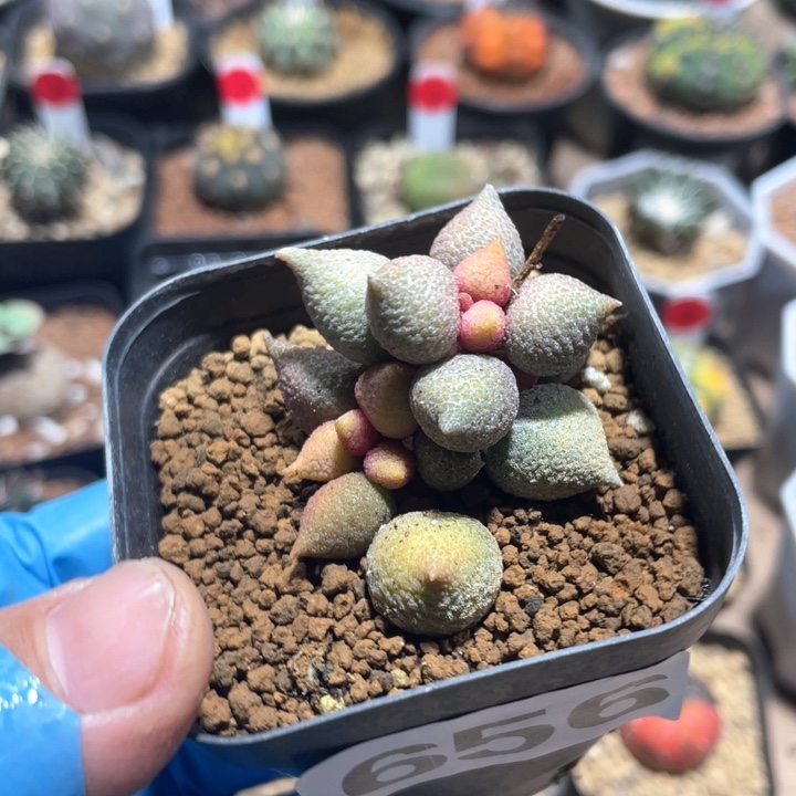 656小辣椒植物一颗