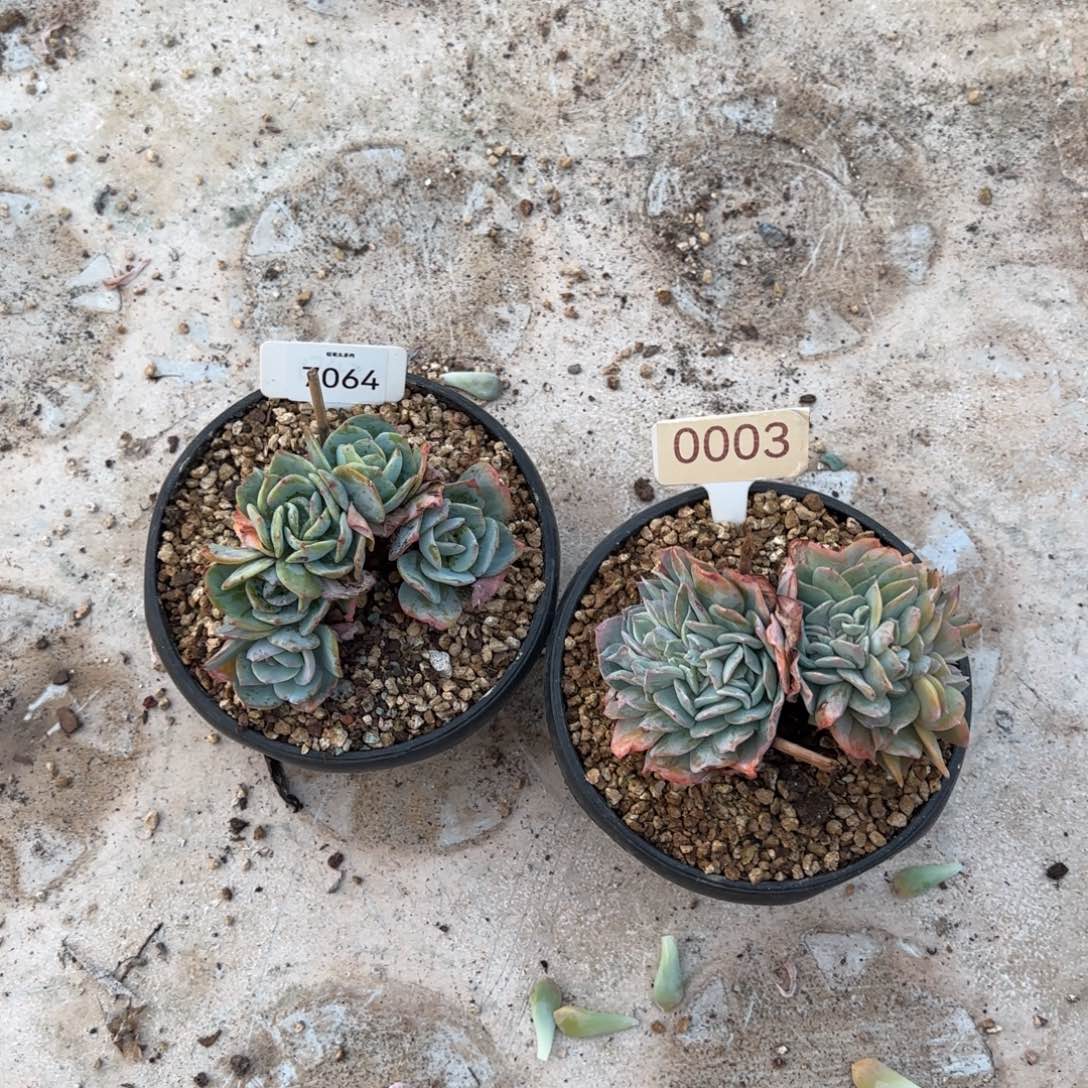 银***阳7064。   0003 两颗白凤缀