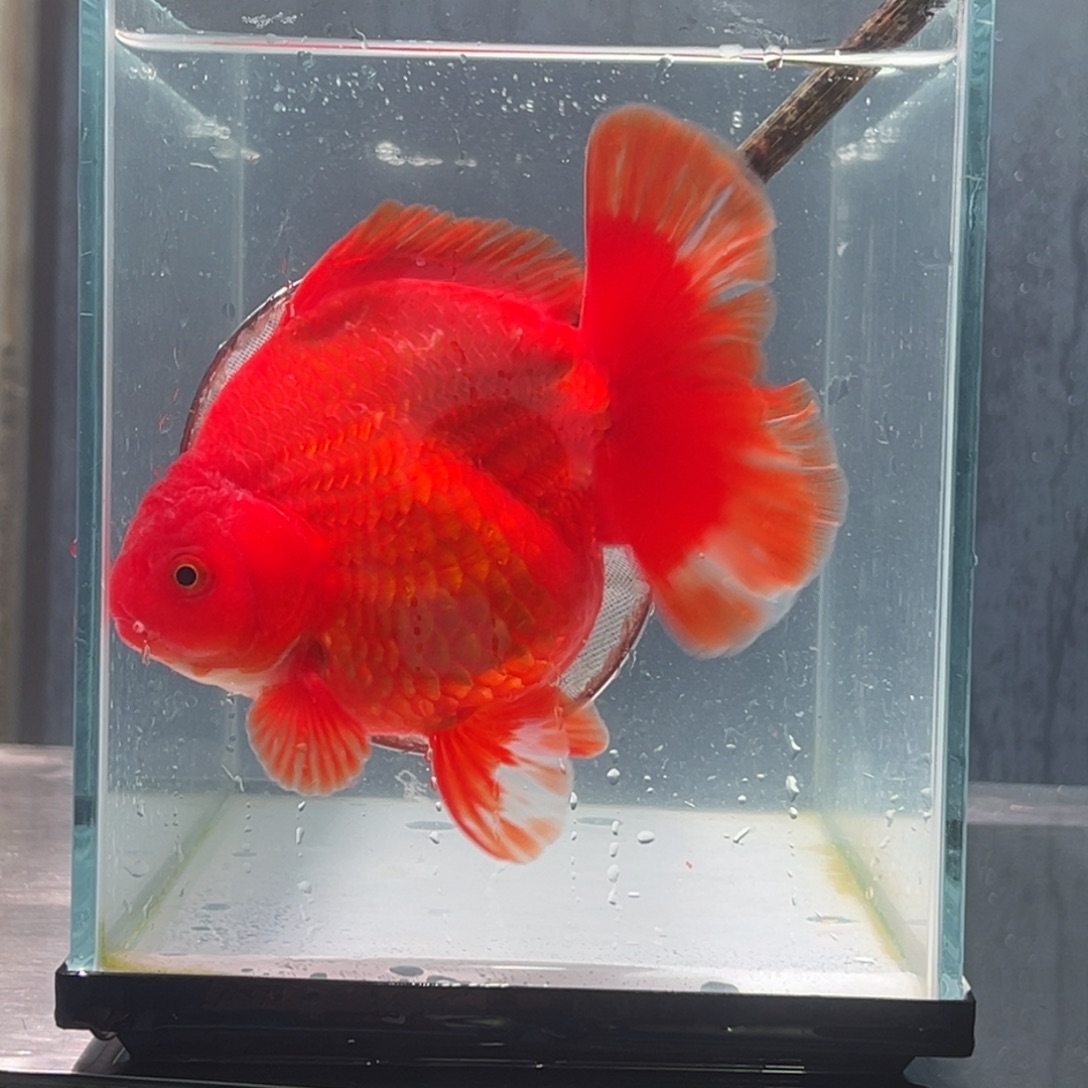 金鱼019455668888885555