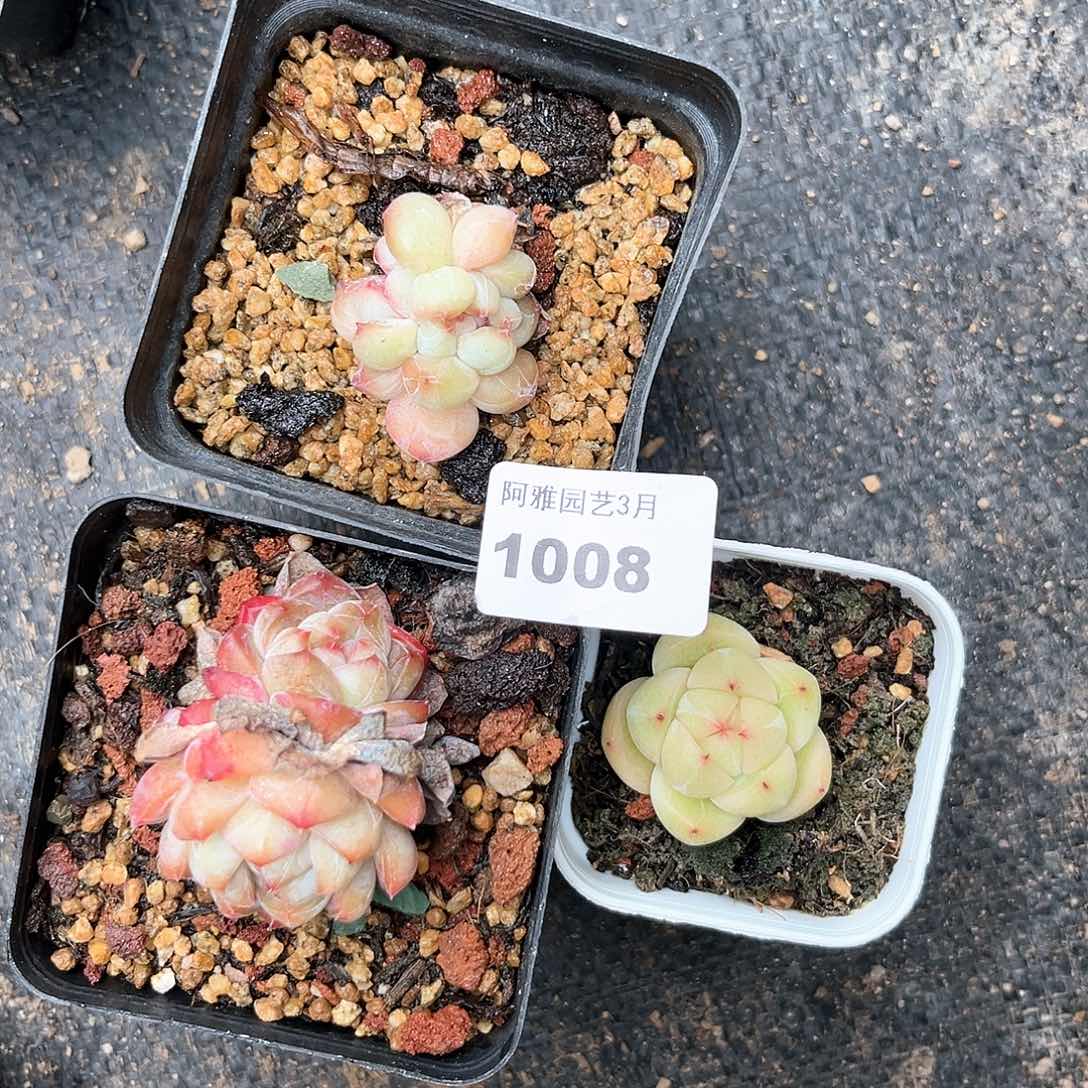 阿雅园艺。   1008