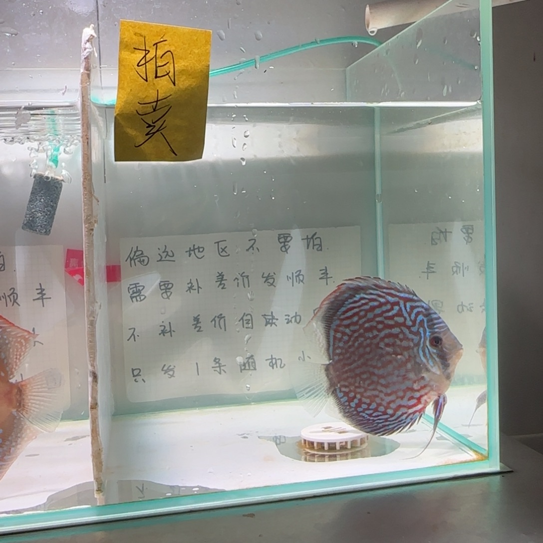 七彩神仙鱼肉身9-10偏远地区不拍