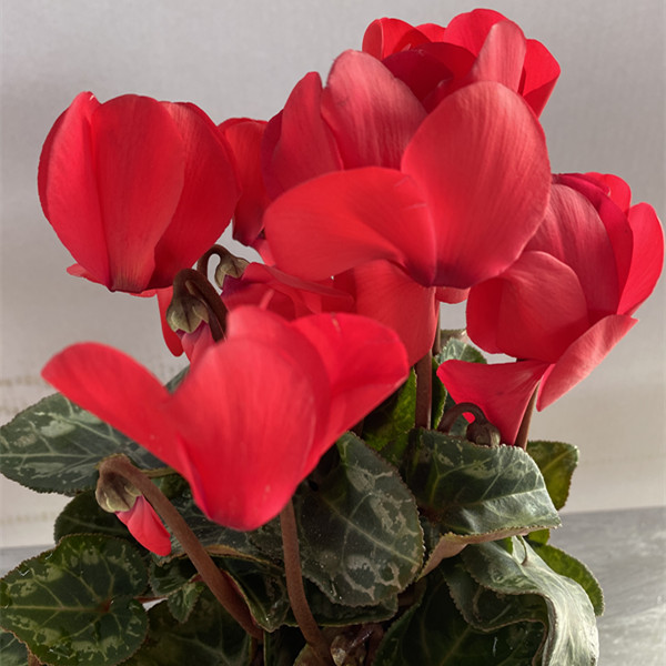 仙客来 彩虹 鲜红色 盆栽花卉 室内阳台 年宵花