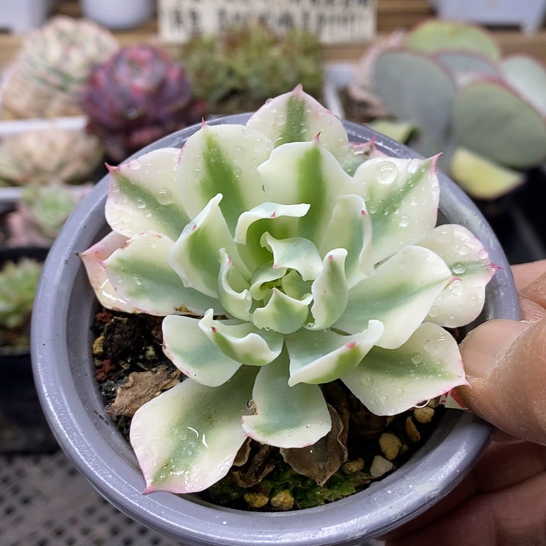 0259 小海啸覆轮锦