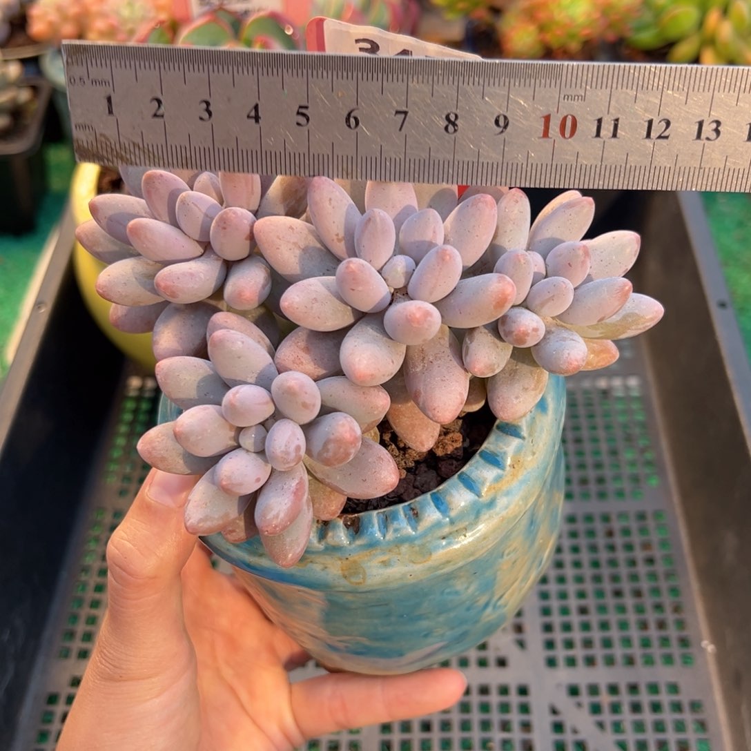 表妹精品多肉植物345.