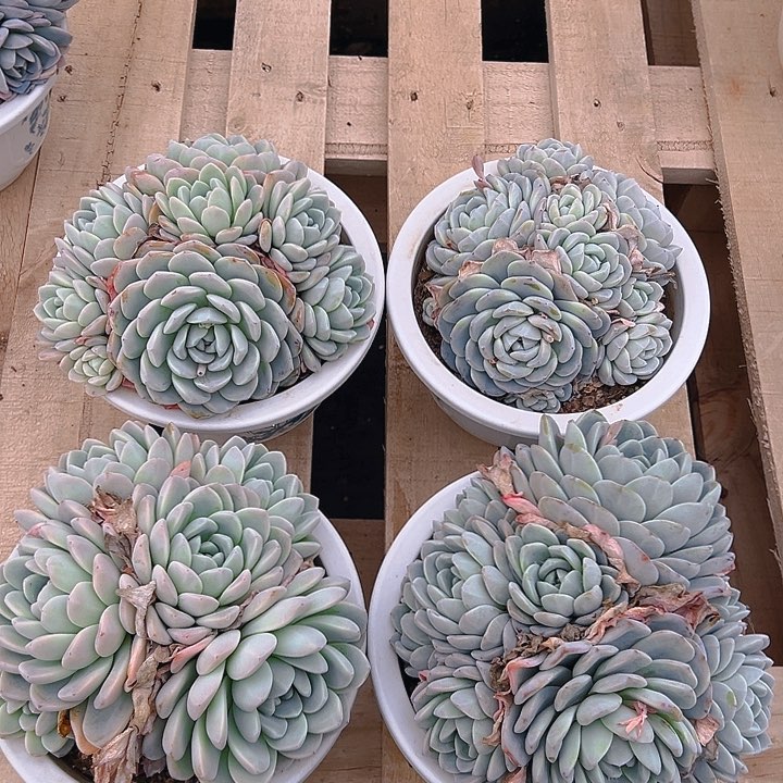玉蝴蝶，满18包邮
