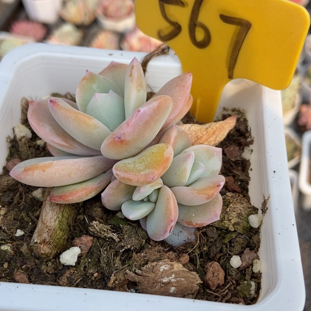 567奶茶多肉植物保护