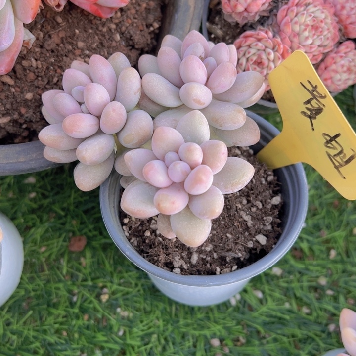 健健康康平平安安