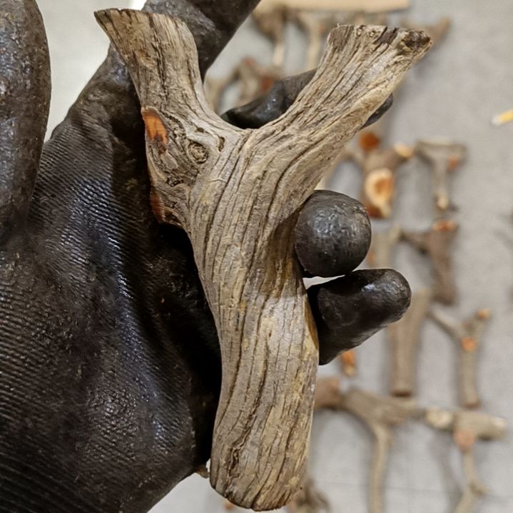 凹****香榧木崖柏原叉崖柏原叉崖柏原叉