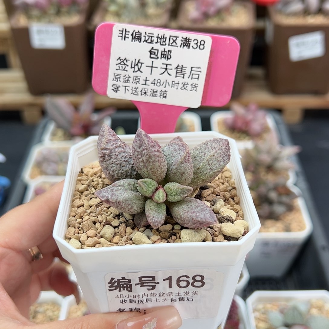 168融化纹猪肝多肉植物