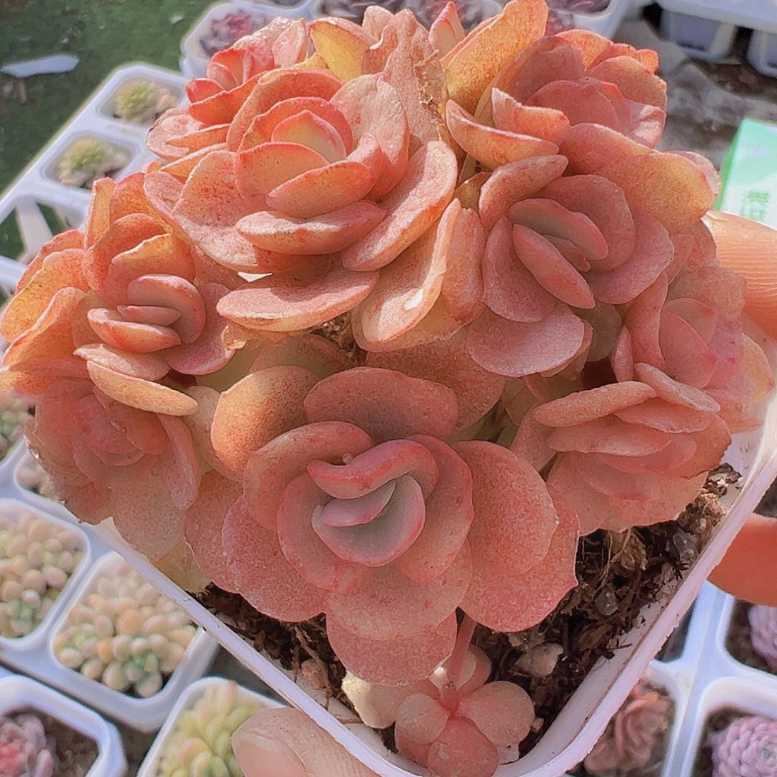 秀妍群19包邮多肉植物