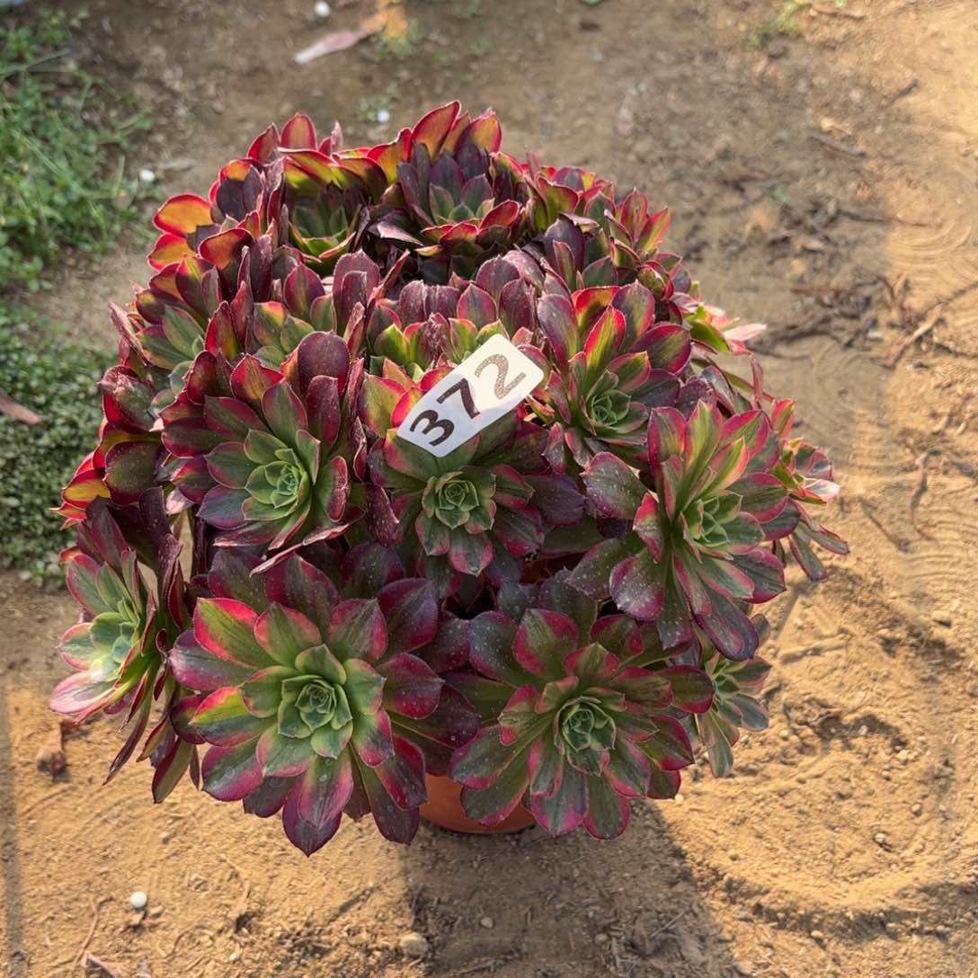 372安娜多肉不包损