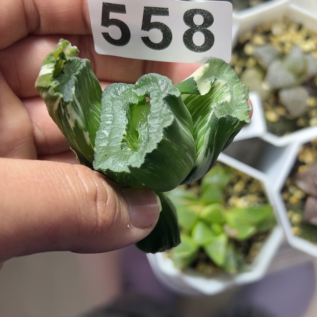 猛犸实生锦十二卷多肉植物