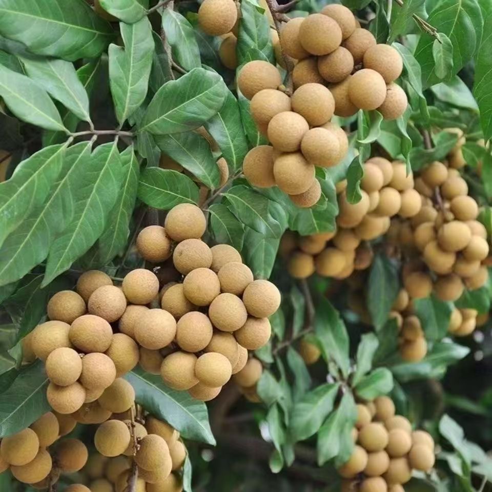 【储良】新鲜现摘广东茂名储良龙眼当季水果清甜