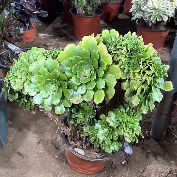 多肉植物绿羊绒缀90