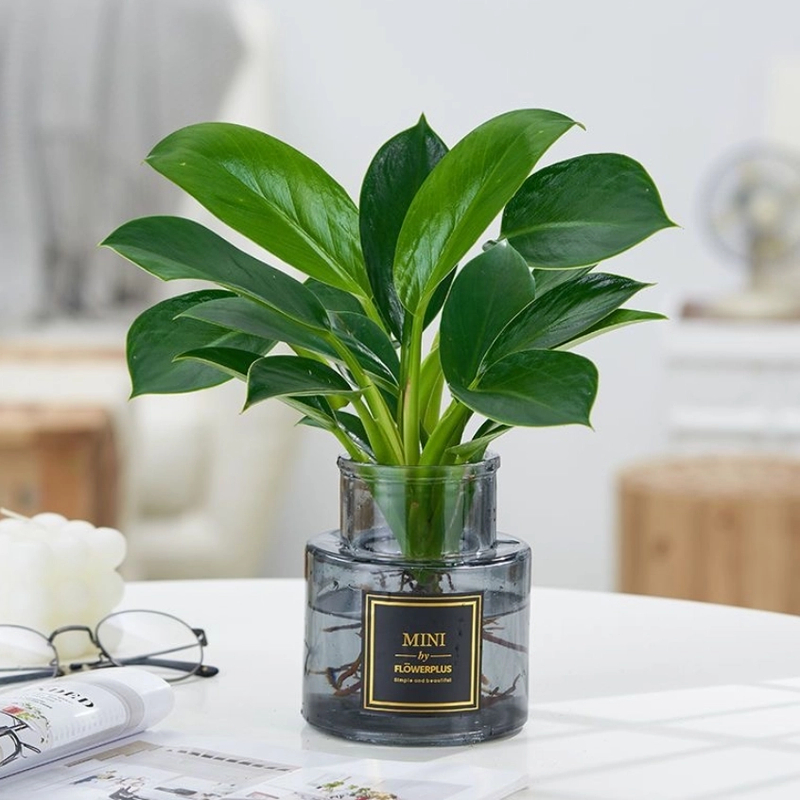 大叶金钻绿公主四季常青吸甲醛室内绿植可水培净化空气易活好养