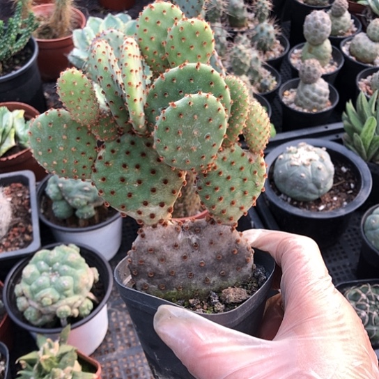 简***单无花朵仙人掌带盆包邮