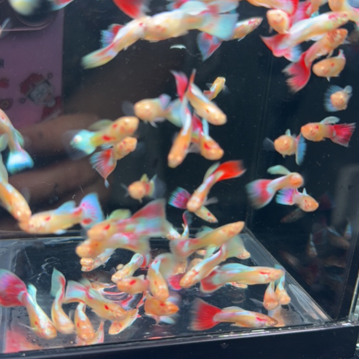 福利款火烧云孔雀鱼观赏鱼